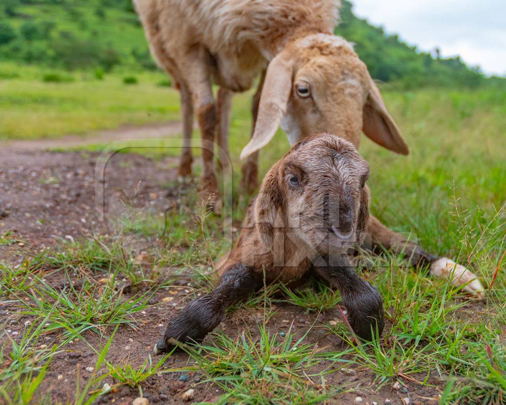 Cute small brown baby Indian lamb with mother sheep nuzzling him in a green field in Maharashtra in India