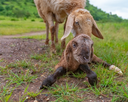 Cute small brown baby Indian lamb with mother sheep nuzzling him in a green field in Maharashtra in India