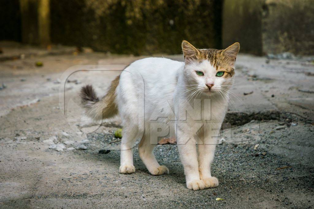 Street cat at Kochi fishing harbour in Kerala