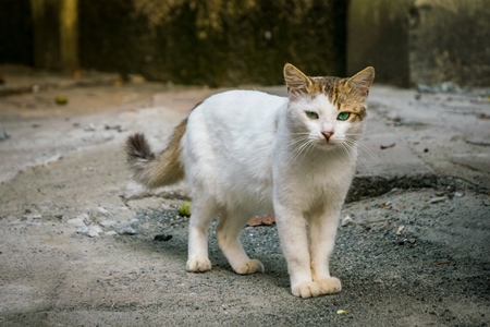 Street cat at Kochi fishing harbour in Kerala