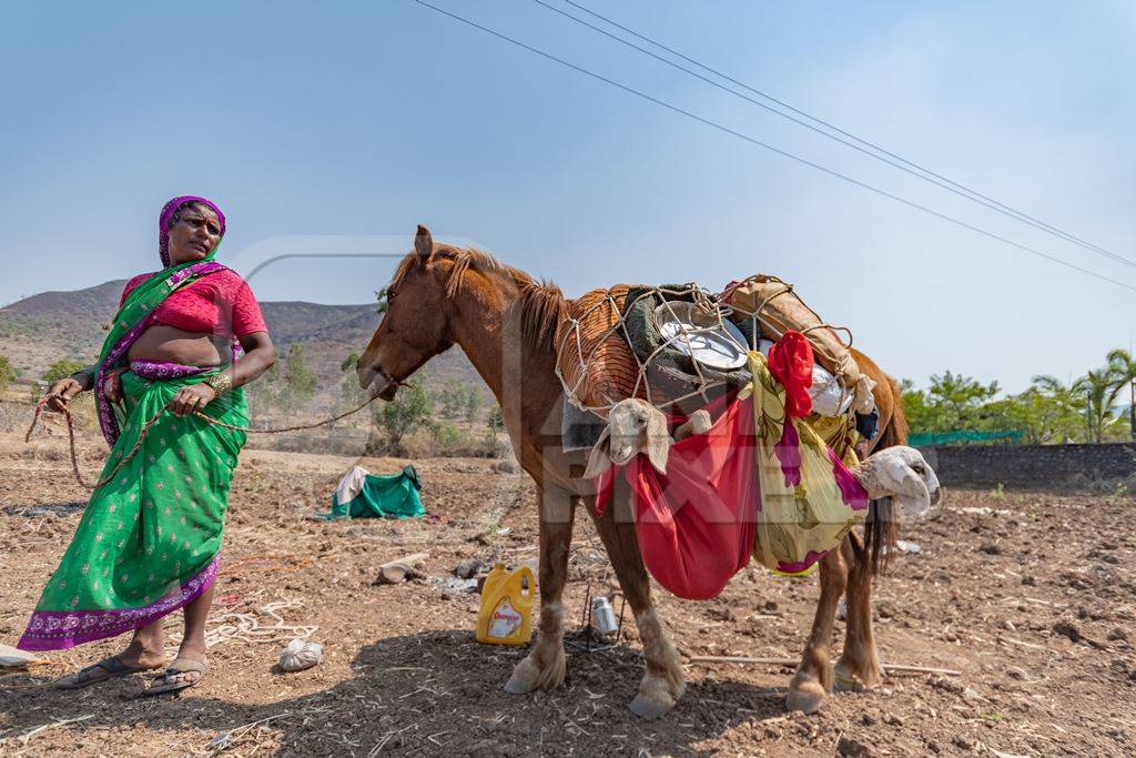 Working Indian horse or pony carrying household items including baby goats and sheep owned by nomads in rural Maharashtra