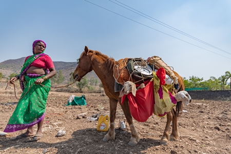 Working Indian horse or pony carrying household items including baby goats and sheep owned by nomads in rural Maharashtra