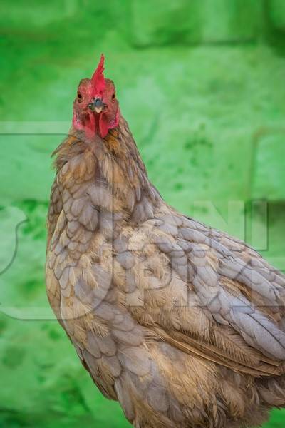 Free range chicken in a rural village in Bihar in India with green background