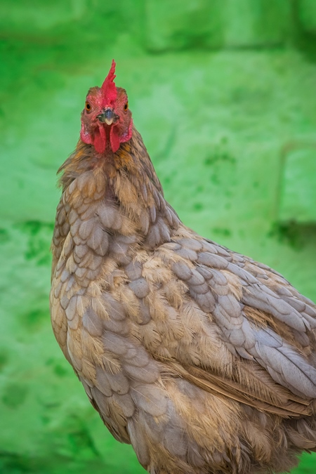 Free range chicken in a rural village in Bihar in India with green background