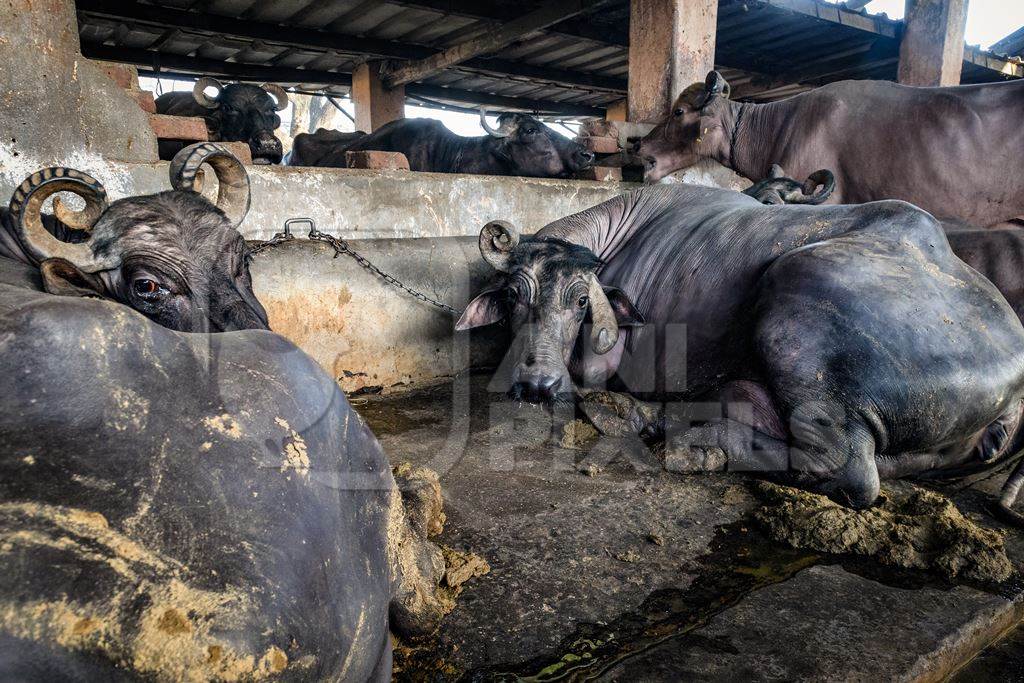 Indian buffaloes lying in dirty and unhygienic conditions while chained up on an urban dairy farm or tabela, Aarey milk colony, Mumbai, India, 2023