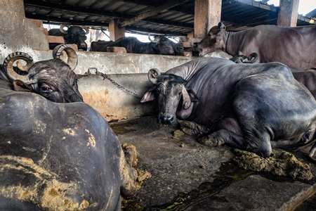 Indian buffaloes lying in dirty and unhygienic conditions while chained up on an urban dairy farm or tabela, Aarey milk colony, Mumbai, India, 2023