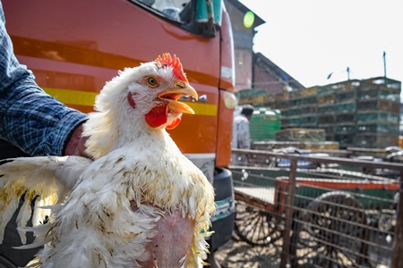 Indian broiler chicken held up at Ghazipur murga mandi, Ghazipur, Delhi, India, 2022