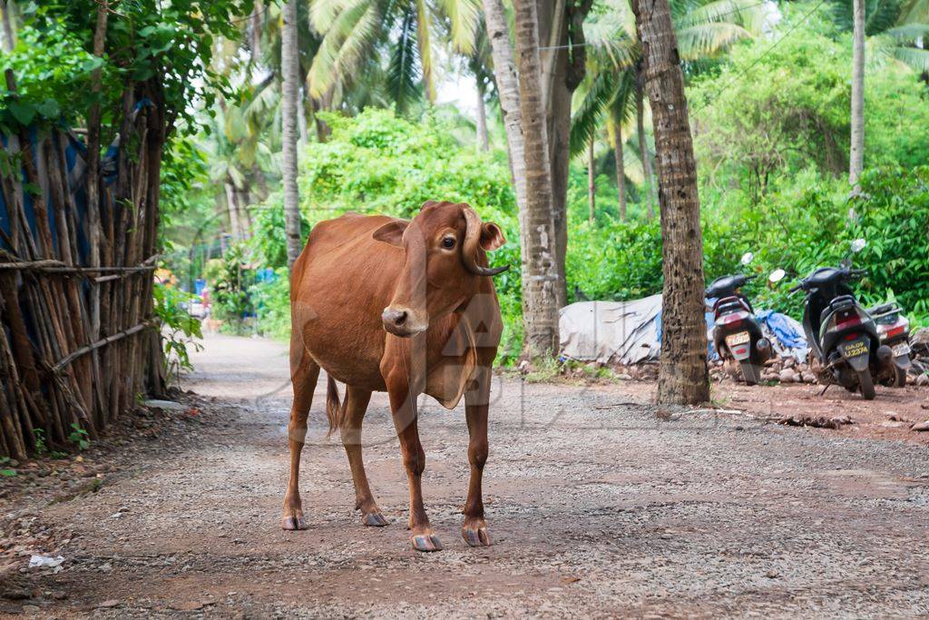 Street cow wandering in the road in rural Goa, India