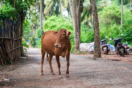 Street cow wandering in the road in rural Goa, India