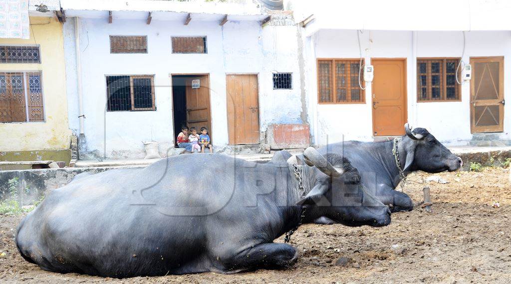 Buffaloes in a rural dairy chained up outside buildings in a village