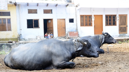Buffaloes in a rural dairy chained up outside buildings in a village