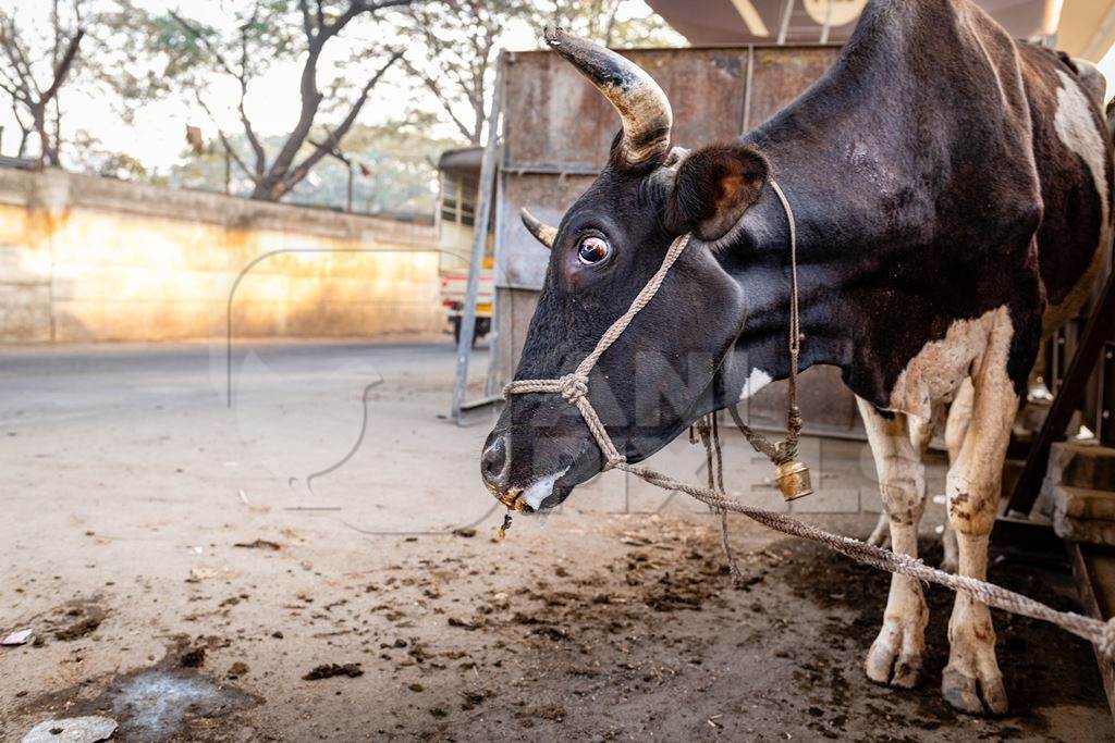 Distressed Indian dairy cow tied up on an urban tabela in the divider of a busy road, Pune, Maharashtra, India, 2024