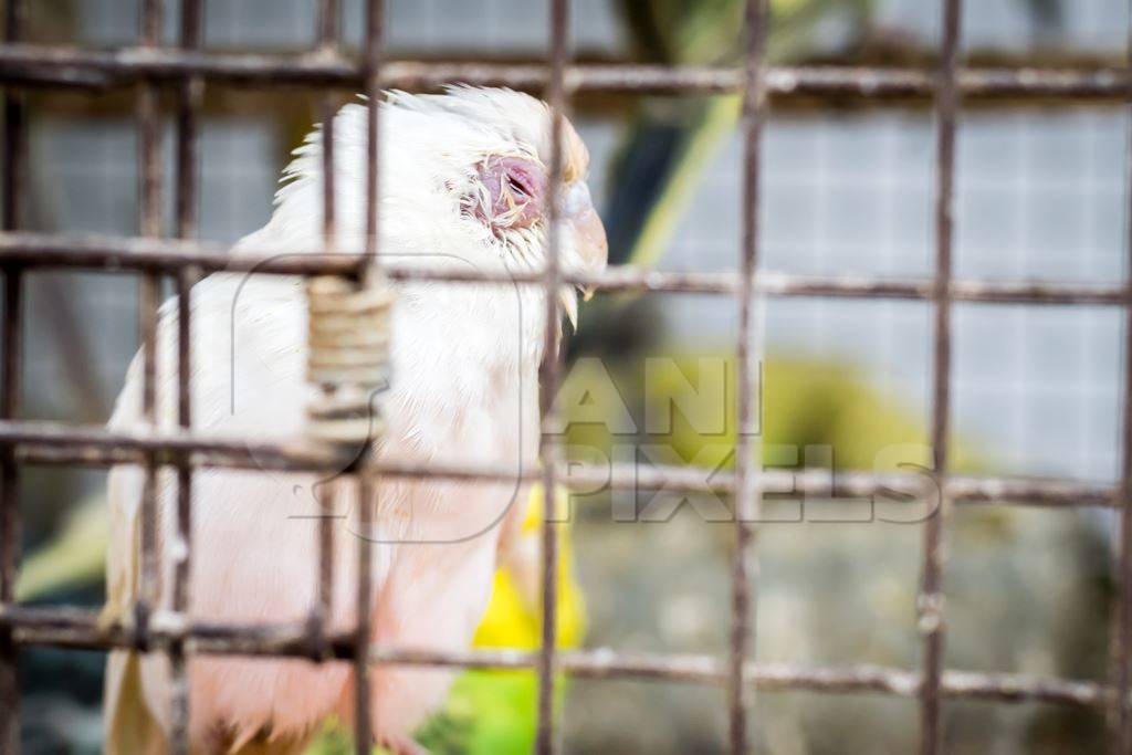 Sick looking cockatiels or budgerigars in cage on sale at Crawford pet market