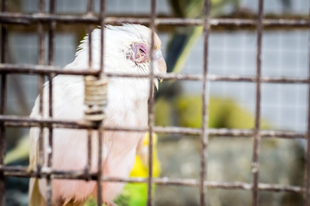 Sick looking cockatiels or budgerigars in cage on sale at Crawford pet market