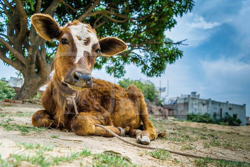 Dairy calf tied up in a rural village outside Haridwar in Uttarakhand