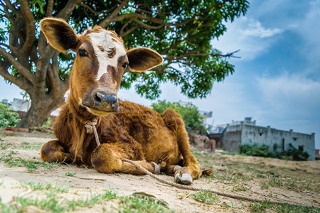 Dairy calf tied up in a rural village outside Haridwar in Uttarakhand