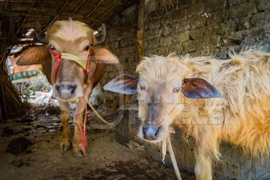 Farmed Indian buffalo mother and baby buffalo calf on a buffalo dairy farm in a rural village in Uttarakhand, India, 2016
