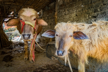 Farmed Indian buffalo mother and baby buffalo calf on a buffalo dairy farm in a rural village in Uttarakhand, India, 2016
