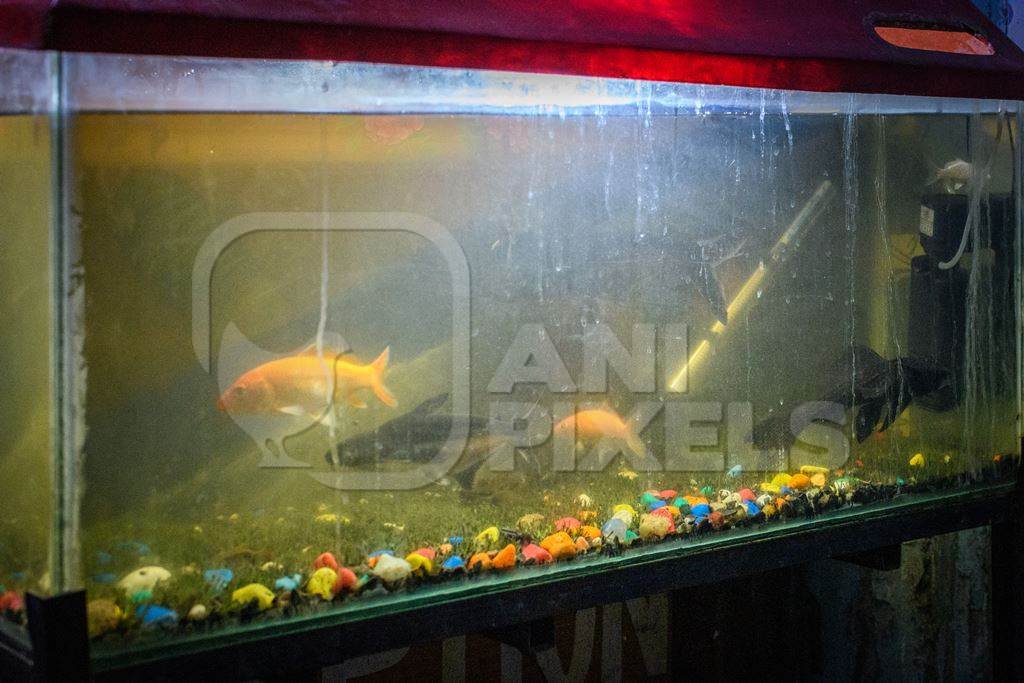 Dirty fish aquarium or tank with goldfish, Jodhpur, Rajasthan, India, 2022