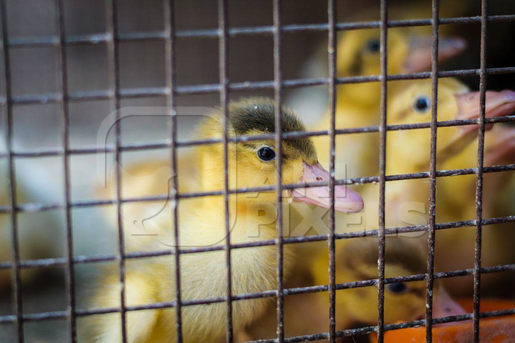 Cute yellow ducklings on sale in a cage at Crawford market