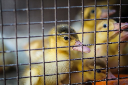Cute yellow ducklings on sale in a cage at Crawford market
