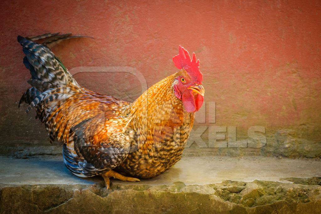 Chickens on sale at a market with red wall background