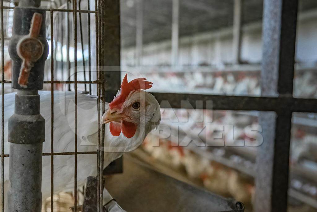 Indian chicken or layer hen looks out from a wire battery cage on an egg farm on the outskirts of Ajmer, Rajasthan, India, 2022