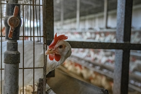 Indian chicken or layer hen looks out from a wire battery cage on an egg farm on the outskirts of Ajmer, Rajasthan, India, 2022