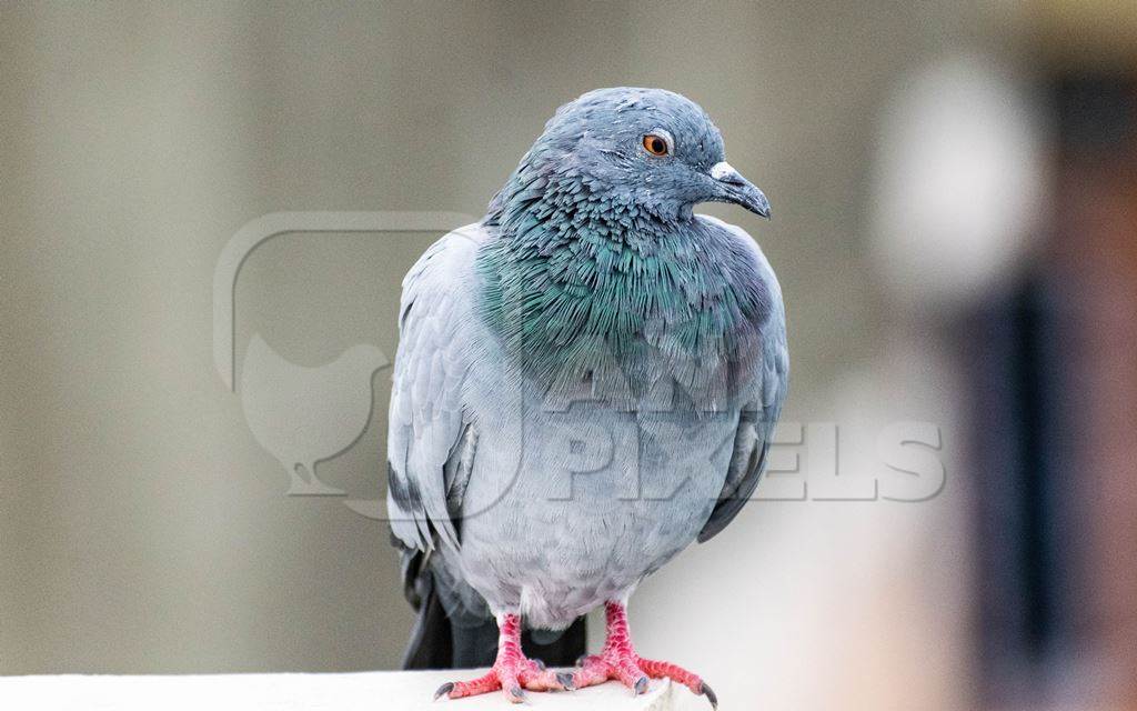 Pigeon sitting on a wall in an urban city