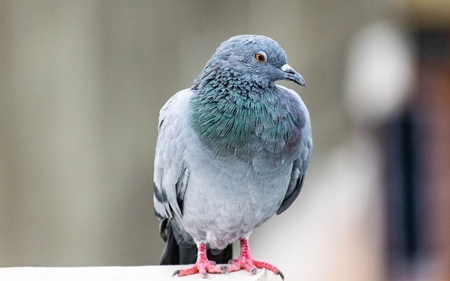 Pigeon sitting on a wall in an urban city