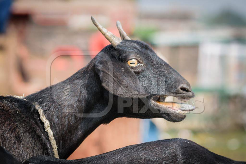 Black goat bleating in a village in rural Bihar