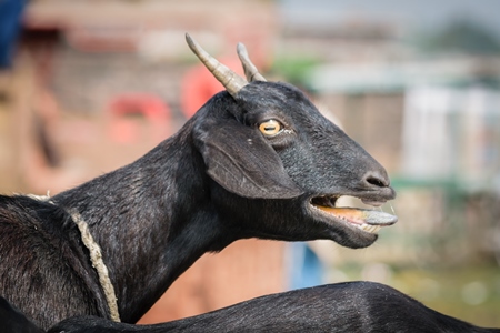 Black goat bleating in a village in rural Bihar