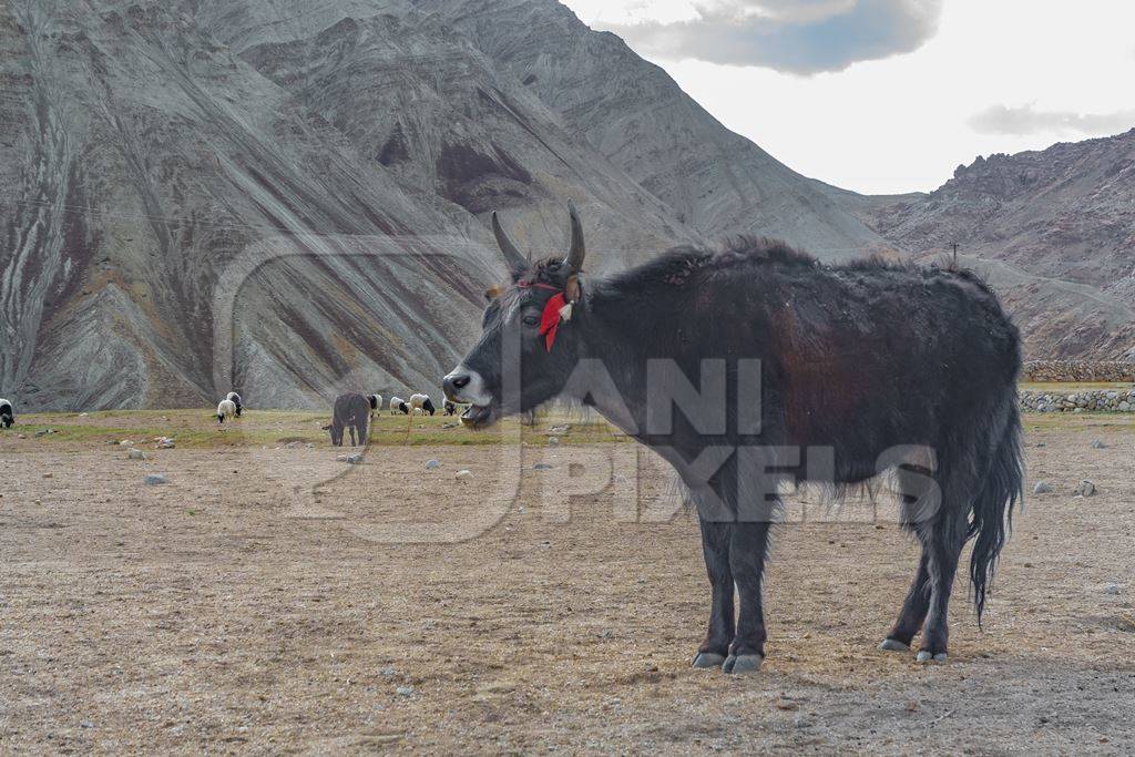 Photo of Indian dzo (male) or dzomo (female) a hybrid yak and cow cross in Ladakh in the Himalaya mountains in India