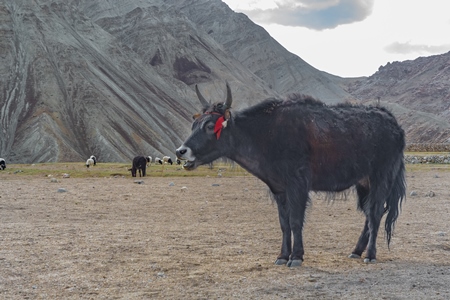 Photo of Indian dzo (male) or dzomo (female) a hybrid yak and cow cross in Ladakh in the Himalaya mountains in India