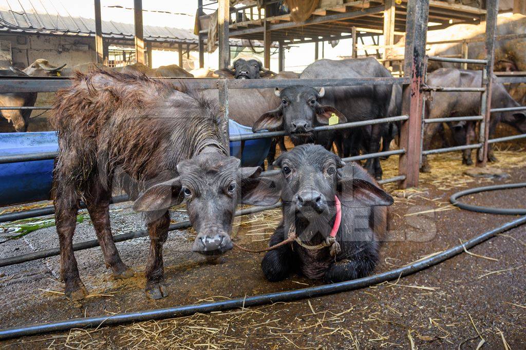 Farmed Indian buffaloes on an urban dairy farm or tabela, Aarey milk colony, Mumbai, India, 2023