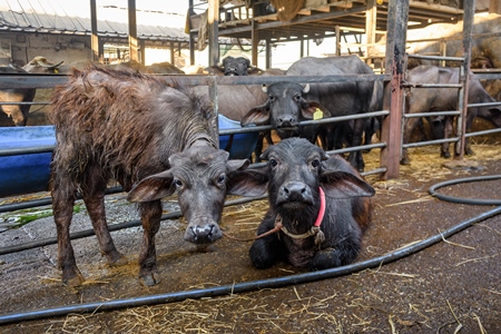 Farmed Indian buffaloes on an urban dairy farm or tabela, Aarey milk colony, Mumbai, India, 2023