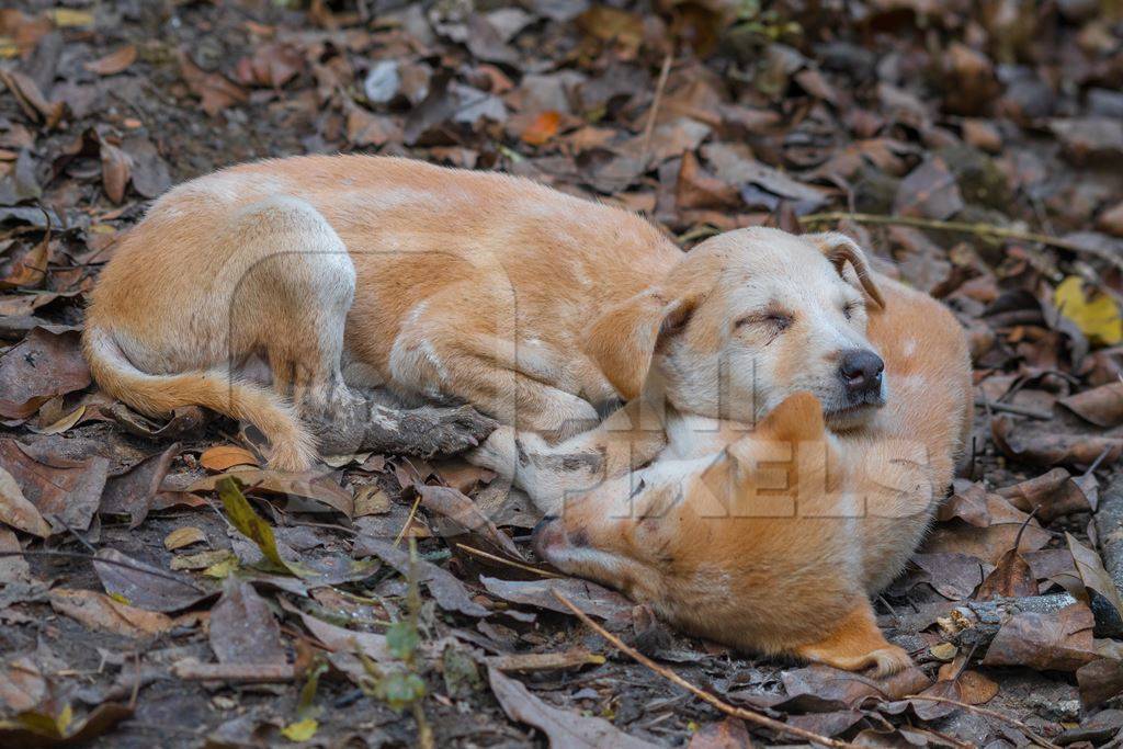 Indian stray or street puppy dogs sleeping in a park in urban city in Maharashtra in India