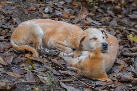 Indian stray or street puppy dogs sleeping in a park in urban city in Maharashtra in India