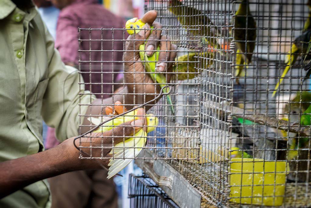 Man removing yellow and green parakeet budgies from cage on sale at Crawford pet market