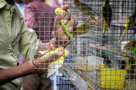 Man removing yellow and green parakeet budgies from cage on sale at Crawford pet market