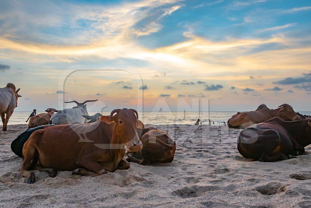 Many cows on the beach in Goa, India