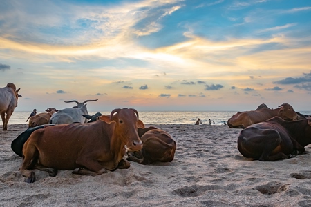 Many cows on the beach in Goa, India