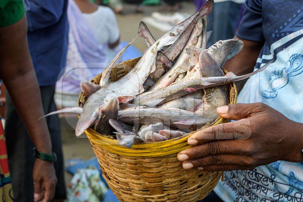 Small Indian sharks in a basket on sale at Malvan fish market on beach in Malvan, Maharashtra, India, 2022