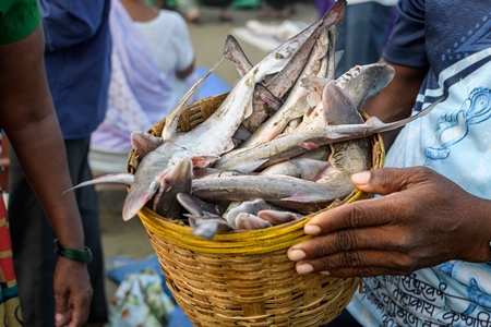 Small Indian sharks in a basket on sale at Malvan fish market on beach in Malvan, Maharashtra, India, 2022