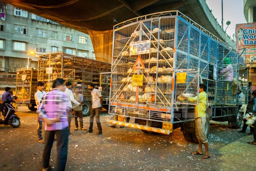 Broiler chickens raised for meat being unloaded from transport trucks near Crawford meat market in Mumbai