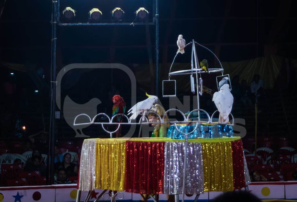 Photo of performing parrots and cockatiel exotic birds doing tricks at a circus in Mumbai with a lady in India