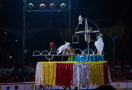 Photo of performing parrots and cockatiel exotic birds doing tricks at a circus in Mumbai with a lady in India