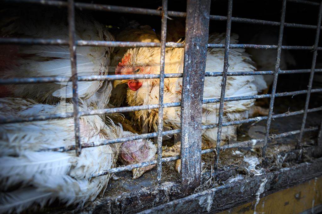 Dead Indian broiler chicken in a cage on a small transport truck at Ghazipur murga mandi, Ghazipur, Delhi, India, 2022