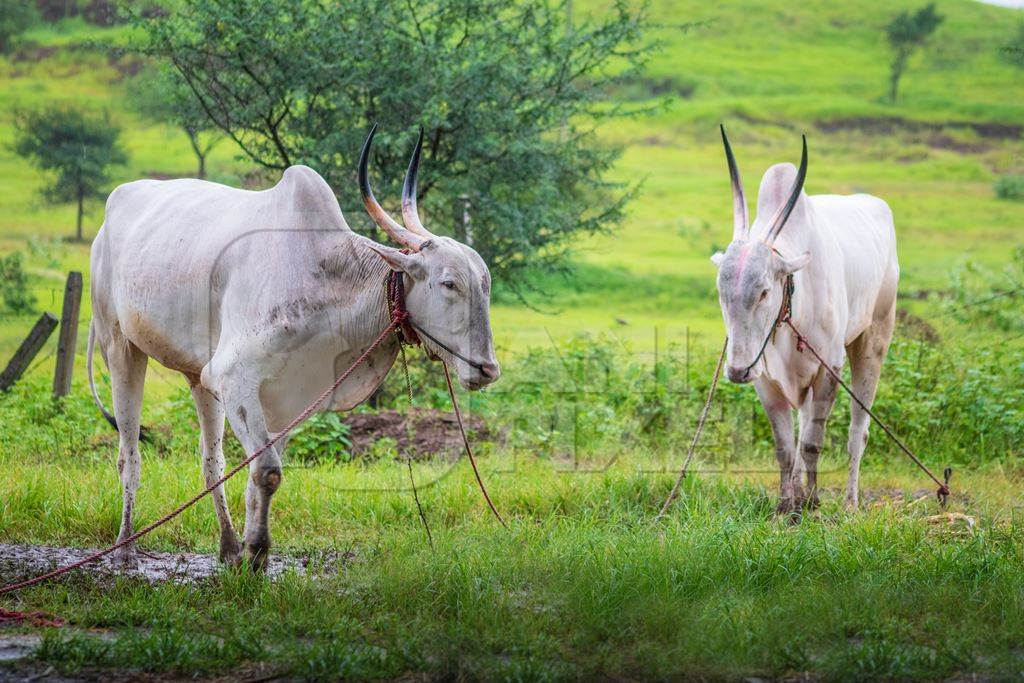 Working bullocks tied up with nose ropes in green field likely Khillari breed of cattle