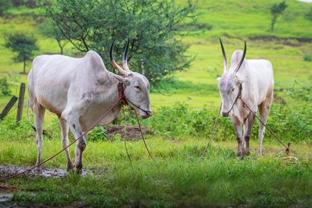 Working bullocks tied up with nose ropes in green field likely Khillari breed of cattle